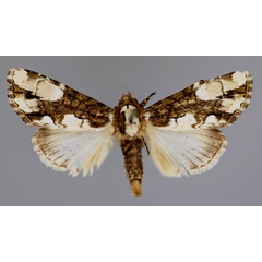 /filer/webapps/moths/media/images/V/variegata_Phoperigea_A_RMCA_01.jpg