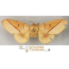 /filer/webapps/moths/media/images/M/madagascariensis_Borocera_STF_BMNH.jpg