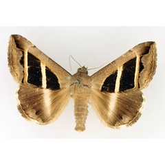 /filer/webapps/moths/media/images/B/bifasciata_Grammodes_AM_TMSA_01.jpg