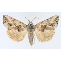 /filer/webapps/moths/media/images/E/emarginata_Oraesia_AM_TMSA_01.jpg