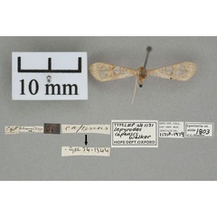 /filer/webapps/moths/media/images/C/capensis_Lepyrodes_HT_OUMNH_01.jpg