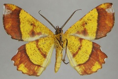 Erastria madecassaria