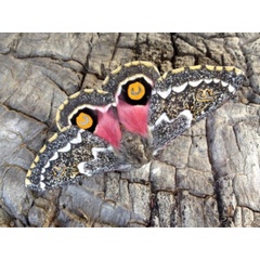 /filer/webapps/moths/media/images/G/grimmia_Vegetia_A_Sondergaard.jpeg