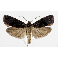 /filer/webapps/moths/media/images/K/kingstoni_Dracontogena_AM_KSund_black.jpg