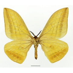 /filer/webapps/moths/media/images/V/vingerhoedti_Pseudobunaea_AM_Basquinb.jpg