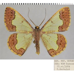 /filer/webapps/moths/media/images/D/dilata_Zamarada_AF_ZSM_01.jpg