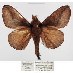 /filer/webapps/moths/media/images/D/distinguenda_Stoermeriana_AM_TMSA_02.jpg