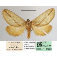 /filer/webapps/moths/media/images/A/aprica_Hadraphe_A_MGCLa_01.jpg