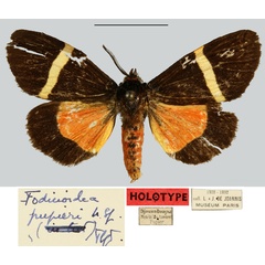 /filer/webapps/moths/media/images/P/pupieri_Fodinoidea_HT_MNHN.jpg