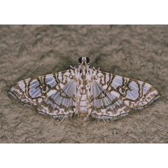 /filer/webapps/moths/media/images/A/astomalis_Chabulina_A_Roland_01.jpg