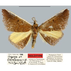 /filer/webapps/moths/media/images/T/tsaratanana_Cerynea_HT_MNHN.jpg