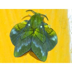 /filer/webapps/moths/media/images/T/tessmanni_Lechriolepis_A_Stanton.jpg