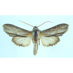/filer/webapps/moths/media/images/T/tropicarabica_Cucullia_AM_Legrain.jpg