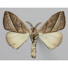 /filer/webapps/moths/media/images/B/bonaberiensis_Laelia_AM_Golovizina.jpg