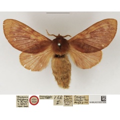 /filer/webapps/moths/media/images/D/dollmani_Pseudometa_AT_NHMUK.jpg