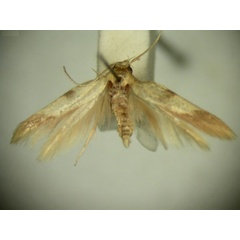 /filer/webapps/moths/media/images/H/hemiplecta_Stathmopoda_HT2561_TMSA_01.jpg