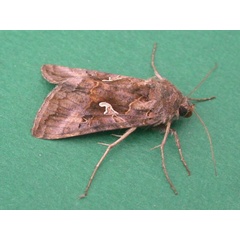 /filer/webapps/moths/media/images/G/gamma_Autographa_A_Smit.jpg