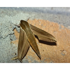 /filer/webapps/moths/media/images/E/eson_Hippotion_A_Roland_01.jpg