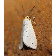 /filer/webapps/moths/media/images/P/punctulatum_Micralarctia_A_Voaden_01.jpg