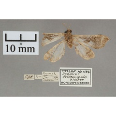 /filer/webapps/moths/media/images/S/subterminalis_Hyamia_HT_OUMNH_02.jpg