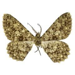 /filer/webapps/moths/media/images/D/deportata_Racotis_HT_MNHN.jpg