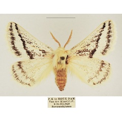 /filer/webapps/moths/media/images/B/bistrigata_Phiala_AM_TMSA_03.jpg