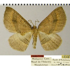 /filer/webapps/moths/media/images/D/deficiens_Asthenotricha_PTM_ZSMa.jpg