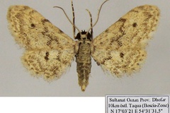 Idaea microptera