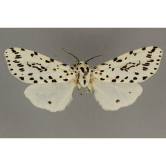 /filer/webapps/moths/media/images/I/investigatorum_Alpenus_AF_BMNH.jpg