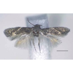 /filer/webapps/moths/media/images/A/absidata_Urodeta_HT_RMCA.jpg