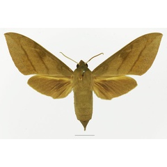 /filer/webapps/moths/media/images/T/tessmanni_Theretra_AF_Basquina.jpg