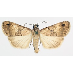 /filer/webapps/moths/media/images/L/longicosta_Crypsotidia_AM_TMSA_02.jpg