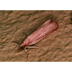 /filer/webapps/moths/media/images/C/concinnella_Biafra_A_Roland_01.jpg