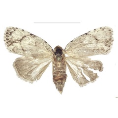/filer/webapps/moths/media/images/C/cretacea_Ezishnola_AF_ANHRT.jpg
