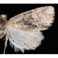 /filer/webapps/moths/media/images/A/aequivoca_Multiquaestia_HT_Trematerra.jpg