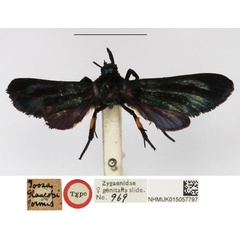 /filer/webapps/moths/media/images/G/glaucopiformis_Toosa_STF_NHMUK.jpg