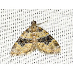 /filer/webapps/moths/media/images/P/perizomoides_Piercia_A_Braun_01.jpg