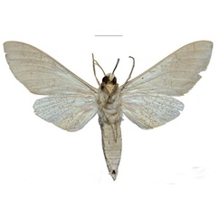 /filer/webapps/moths/media/images/U/ukambaniensis_Neoclanis_PTM_ZSM_01b.jpg