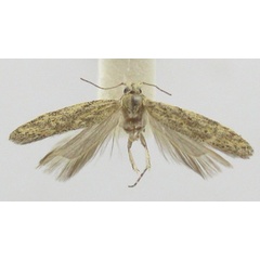 /filer/webapps/moths/media/images/B/buettikeri_Pseudathrips_HT_NHMB.jpg