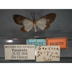 /filer/webapps/moths/media/images/E/exigua_Geodena_HT_RMCA_01.jpg