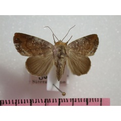 /filer/webapps/moths/media/images/C/cinerascens_Periplusia_A_Revell.jpg