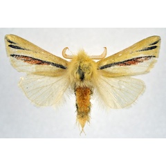 /filer/webapps/moths/media/images/A/aurifodinae_Antheua_AM_NHMO.jpg