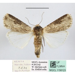/filer/webapps/moths/media/images/E/epipyria_Amazonides_A_MGCLa_01.JPG