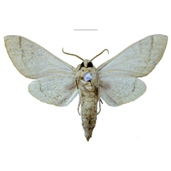 /filer/webapps/moths/media/images/S/schreieri_Neoclanis_PTM_EMEM_01b.jpg