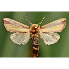 /filer/webapps/moths/media/images/O/ornata_Rigema_A_Butler.jpg