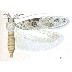 /filer/webapps/moths/media/images/T/tetraptila_Semodicta_STM_Meyrick_5-7.jpg