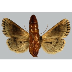 /filer/webapps/moths/media/images/S/serena_Feraxinia_PTF_MNHNb.jpg