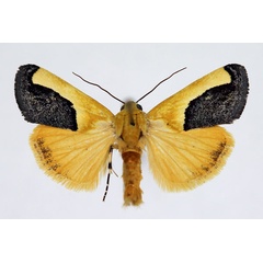 /filer/webapps/moths/media/images/G/guttifera_Acontia_AM_Aulombard_02.jpg