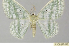 Epigelasma triplicifascia