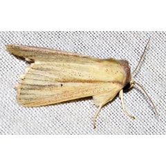 /filer/webapps/moths/media/images/N/nigrisparsa_Mythimna_A_Braun_10.jpg
